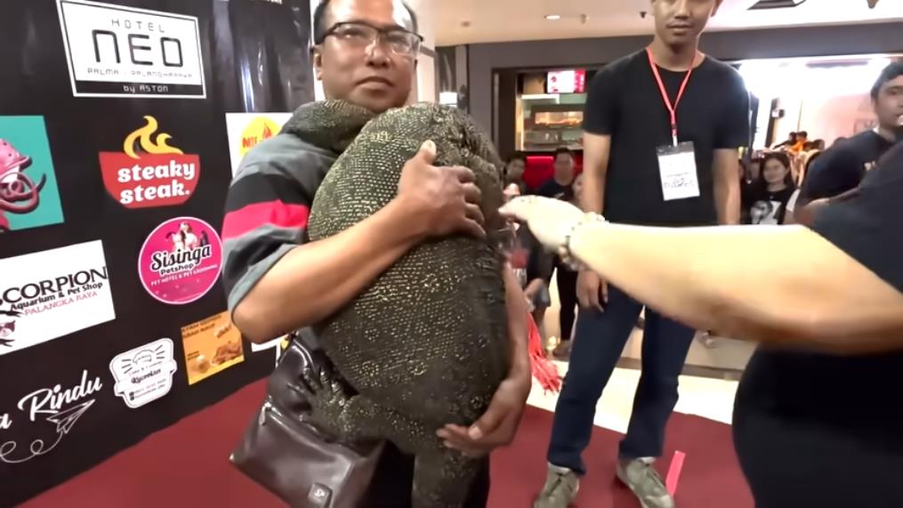 Panji Petualang carries a giant monitor lizard resembling a komodo.