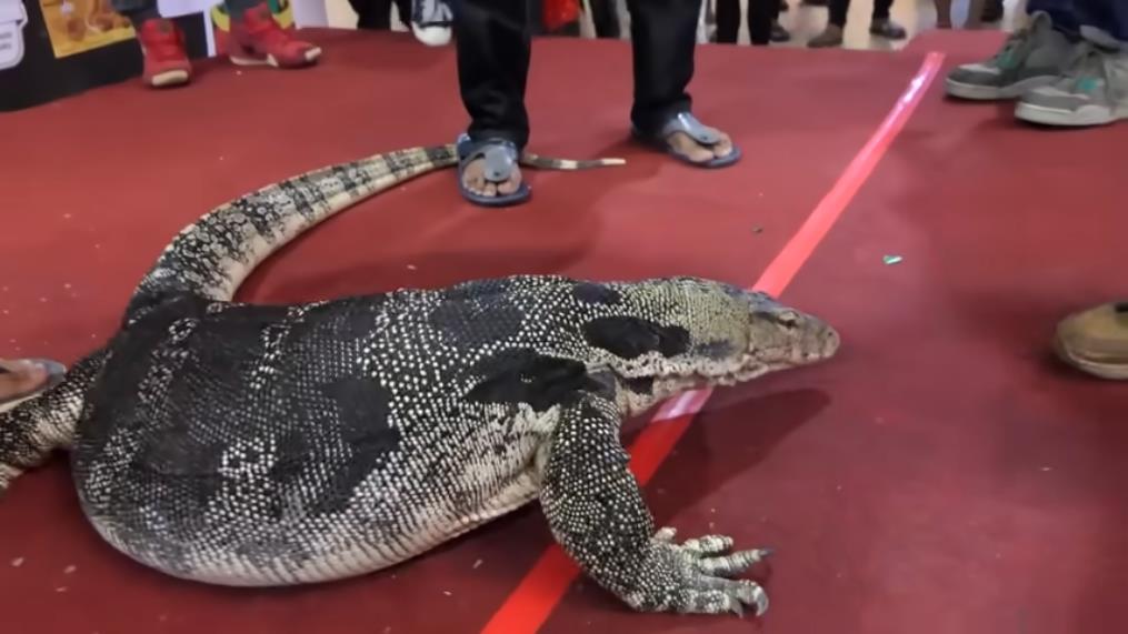 Panji Petualang carries a giant monitor lizard resembling a komodo.