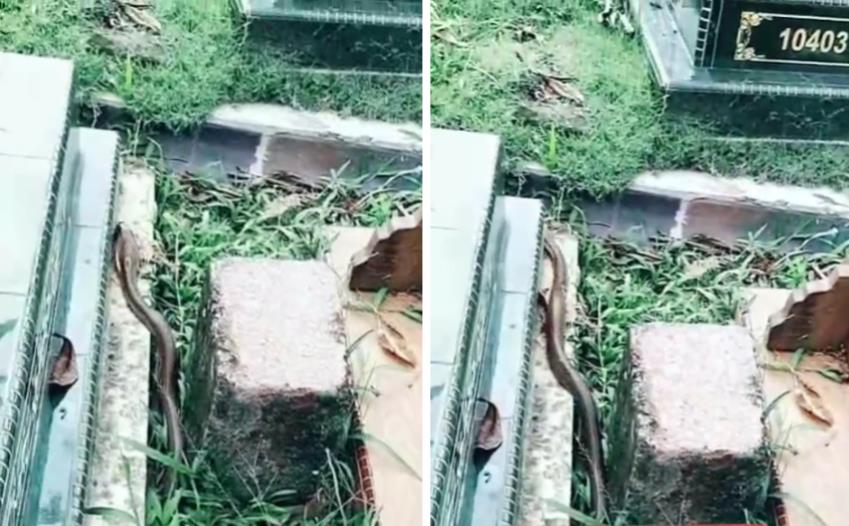 Discovery of a cobra snake in a grave.