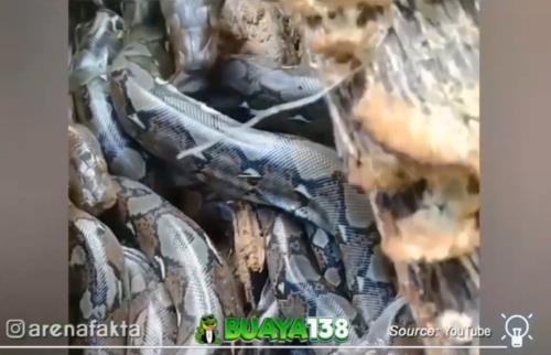 Find snake children and snake eggs in a tree trunk.