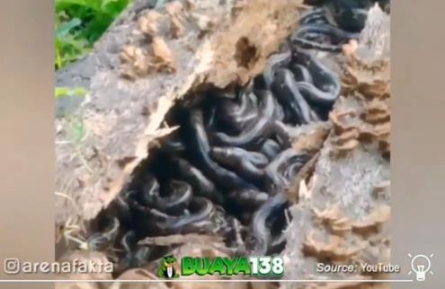 Find snake children and snake eggs in a tree trunk.