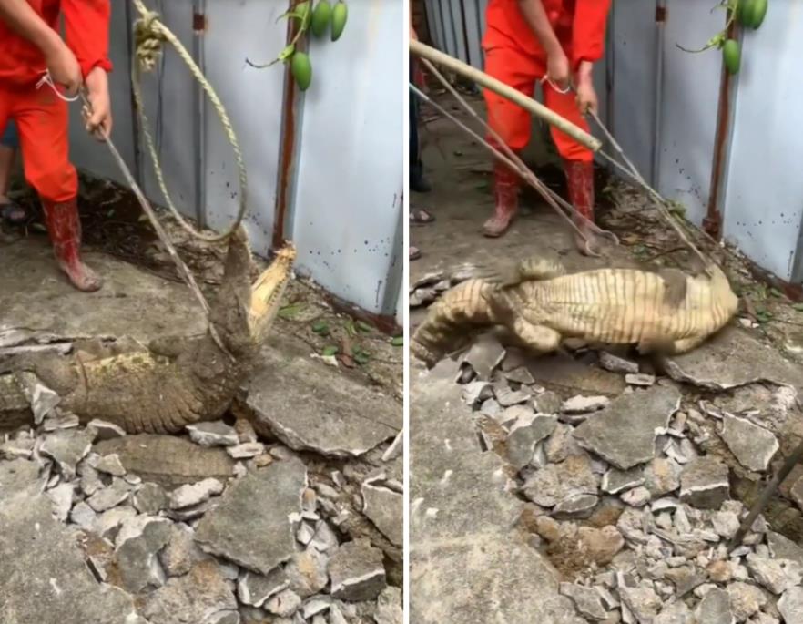 Viral crocodile capture in the middle of the village road.