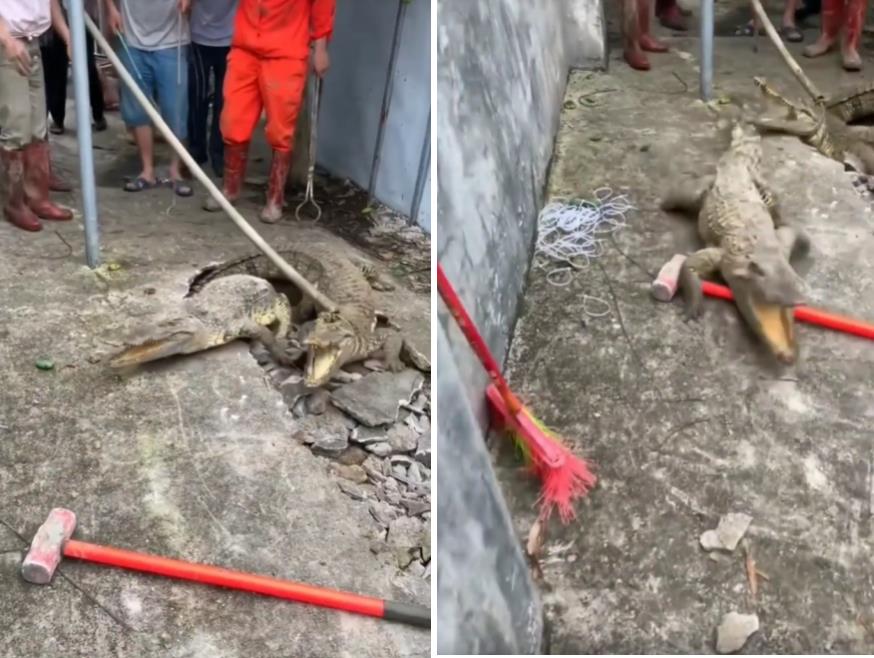 Viral crocodile capture in the middle of the village road.