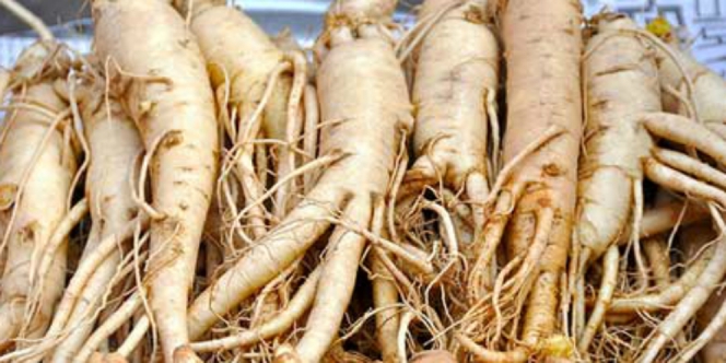 Indo Ginseng  Ramuan Ajaib Sejuta Manfaat Dream co id