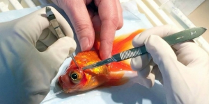 Menakjubkan, Ikan Mas Koki Sukses Operasi Tumor