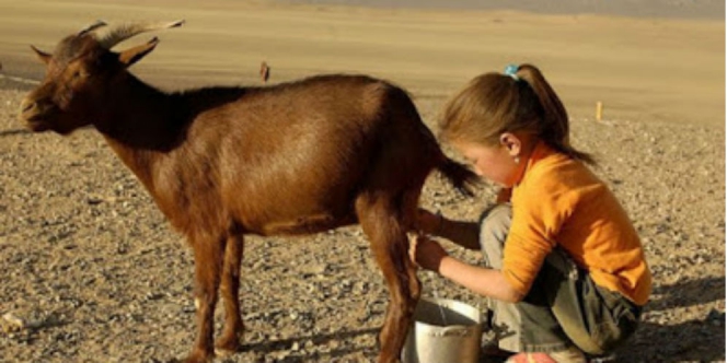 Sunah Minum Susu Kambing | Dream.co.id