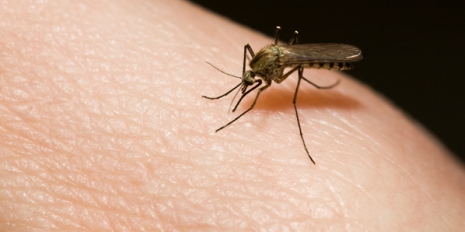 Kenapa Nyamuk Suka Terbang di Atas Kepala  Dream.co.id