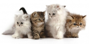 Cegah Risiko HIV dengan Pelihara Kucing