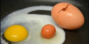 Geger Telur Dalam Telur