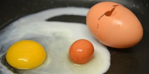 Pasangan Suami Istri Temukan Telur di Dalam Telur Ayam
