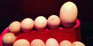 Heboh Telur Raksasa dan Isinya Bikin Takjub