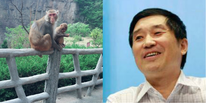 Tragis, Pengusaha Tewas Ditimpuk Batu oleh Monyet
