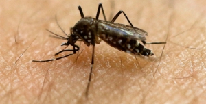 Lebih dari 50 Tahun Cara Ini Ampuh Usir Nyamuk