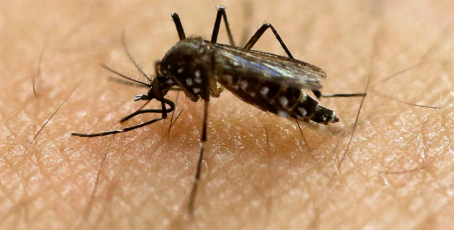 Lebih dari 50 Tahun Cara Ini Ampuh Usir Nyamuk