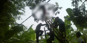 Innalillahi, Wanita di Bojonegoro Meninggal di Pohon Mangga