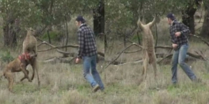 Pria Berkelahi dengan Kanguru Demi Anjing Kesayangan