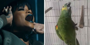 Heboh Burung Beo 'Saingi' Suara Rihanna