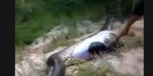 Anaconda 'Buncit' Mati Lemas, Astaga Ternyata yang Dimangsa...