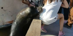 Video Detik-detik Gadis Kecil Digigit Anjing Laut
