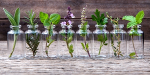 Dapatkah Tanaman Herbal Membantu Penyerapan Oksigen?