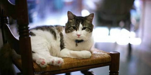 Bolehkah Membuang Kucing dari Rumah?  Dream.co.id