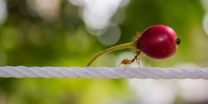 Semut Berkeliaran di Rumah, Ini Cara Terpuji Nabi Mengusir