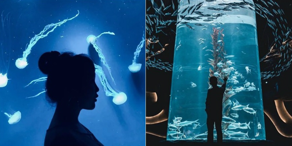 Keseruan 'Tak Biasa' di Jakarta Aquarium