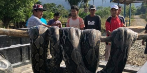 Geger Penemuan Ular Piton Raksasa di Sulawesi Tenggara