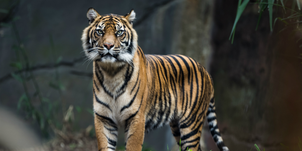 Unduh 42 Koleksi Gambar Harimau Yang Tercantik Keren HD