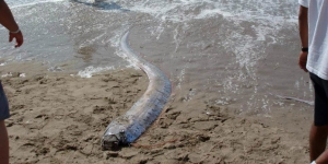 Geger Ikan Langka Oarfish di Jepang, Diyakini Pertanda Datangnya Tsunami Besar