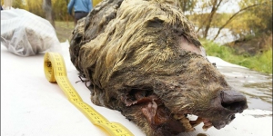 Utuh Terkubur Dalam Es, Inilah Kepala Serigala Berumur 40 Ribu Tahun