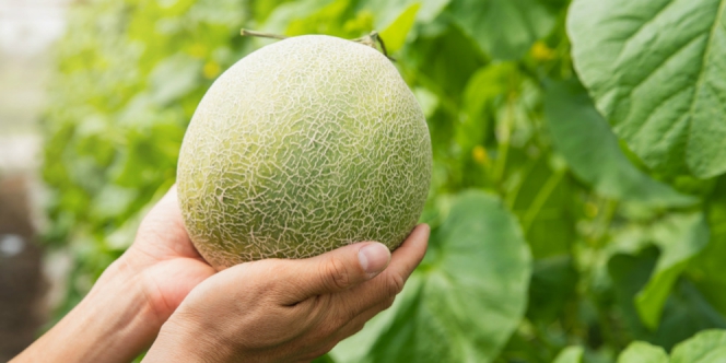 Melon Termahal, Sebutir Dijual Rp300 Ribu