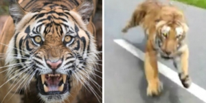 Video Detik-Detik Mendebarkan Pengendara Motor Nyaris Diterkam Harimau