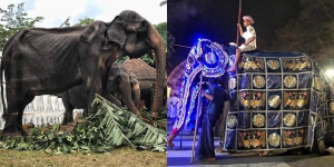 Potret Miris Gajah Kurus Dipaksa Karnaval