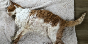 Viral Pemuda Iseng Cekoki Kucing Anggora Minuman Keras Sampai Mati