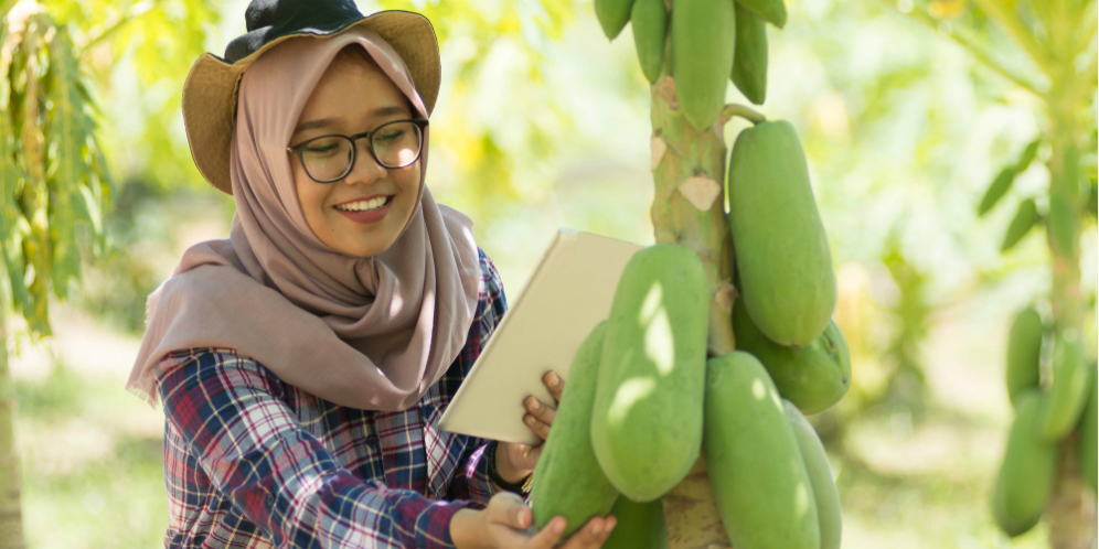 Manfaat Pepaya, Daun Pepaya, Sabun Pepaya, serta Masker Pepaya