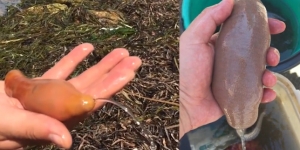 Setelah Amerika, Ratusan Ikan Penis Bermunculan di Pantai Inggris