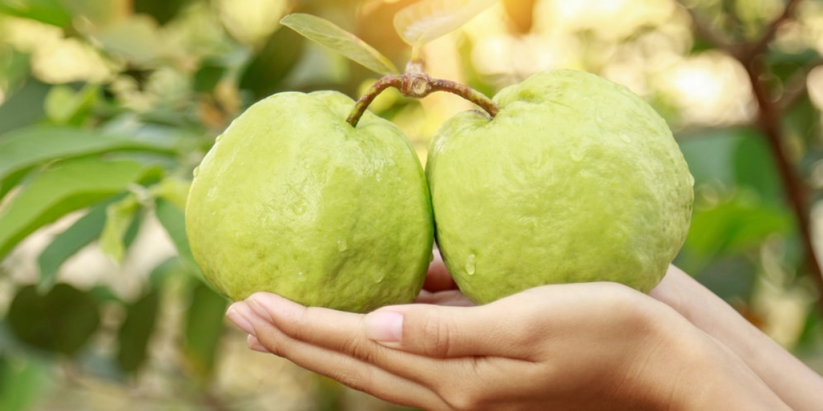 11 Manfaat Jambu Biji Merah dari Buah, Daun, dan sebagai Jus