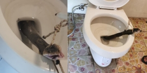 Saat Mau Buang Hajat, Astaga Ular Kobra Muncul dari Lubang WC