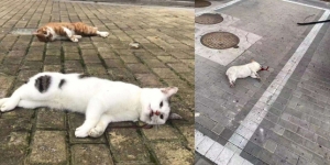 Kucing dan Anjing Dilempar dari Apartemen, Pemilik Takut Tertular Virus Corona