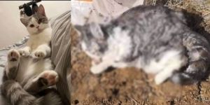 Kucing Dikubur Hidup-hidup Saat Pemilik Dikarantina Akibat Virus Corona