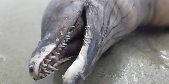 Makhluk Menyeramkan Tanpa Mata Mirip Lumba-Lumba Terdampar di Pantai