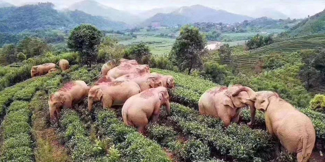 Tak Temukan Jagung di Ladang, Kawanan Gajah `Teler` Minum Wine