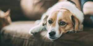 Ilmuwan Teliti Kemungkinan Virus Corona Hidup di Tubuh Anjing, Ini Hasilnya