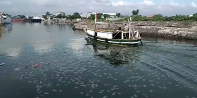 Fenomena Ubur ubur Penuhi Pelabuhan Probolinggo