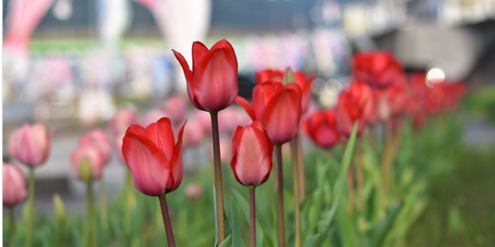 Wisatawan Tetap Datang Saat Pandemi, Jepang Potong 800 Ribu Bunga Tulip