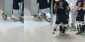 Viral Induk Kucing Bawa Anak ke Ruang UGD, Bikin Haru Netizen