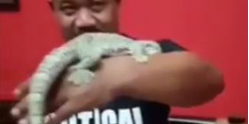 Viral Video Transaksi Tokek Seharga Rp 10 Miliar