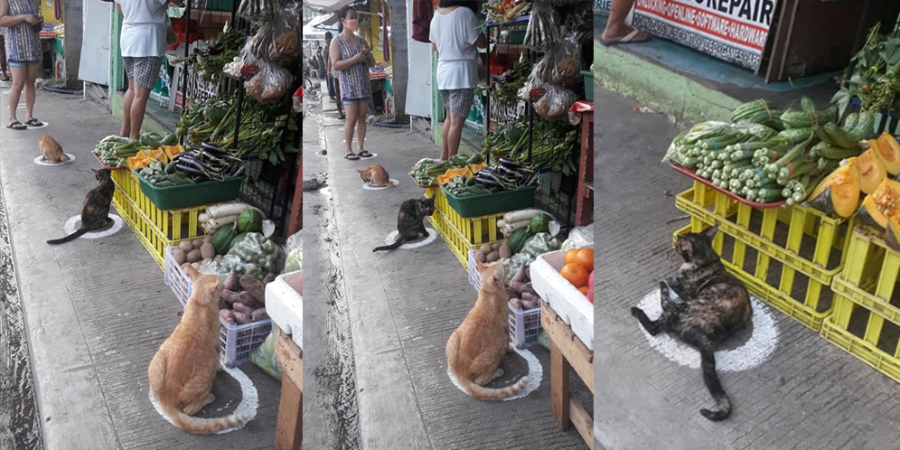 Viral Foto Kucing Kampung Jaga Jarak Seperti Seharusnya Dilakukan Manusia