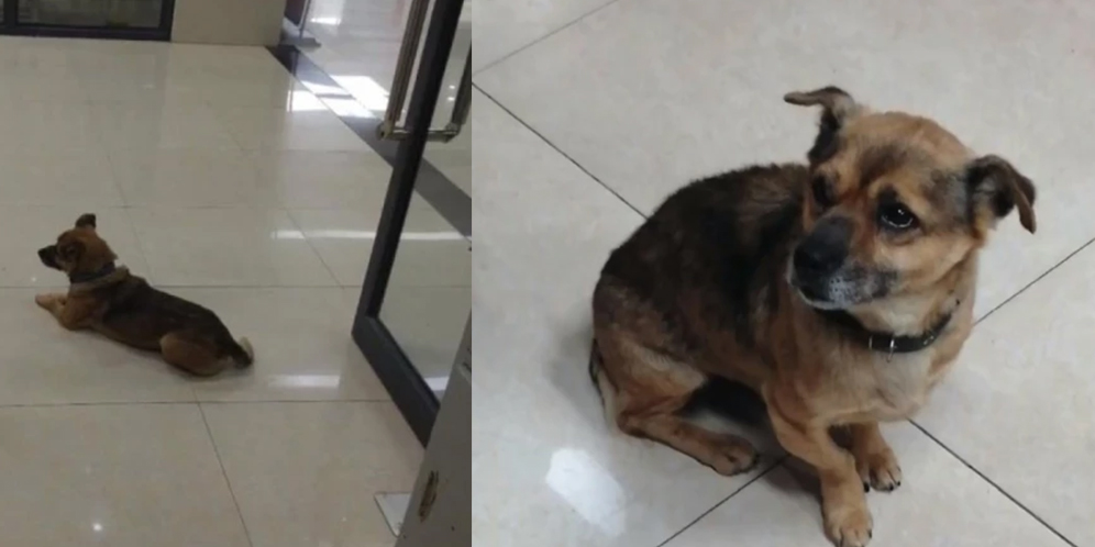 3 Bulan Setia Menunggu, Anjing Ini Tak Tahu Pemilik Meninggal Karena Corona